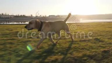 阳光明媚的一天，可爱的小狗带着球在湖边奔跑